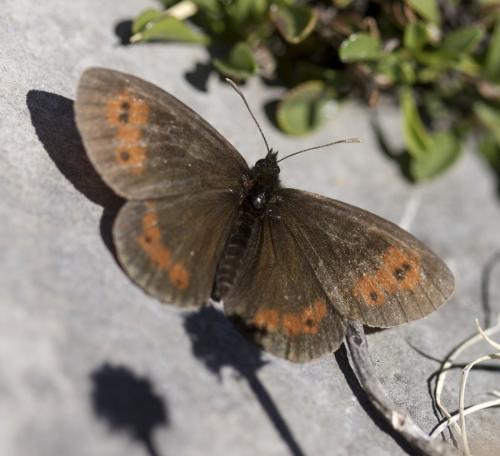 Réf. 190 828 : Erebia euryale